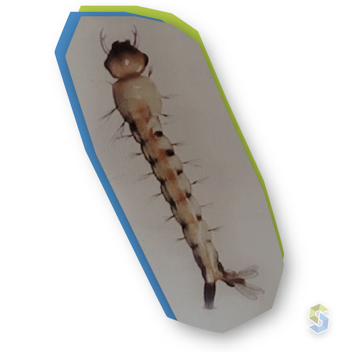 Siscoplagas - Tipos de plagas - Larva de mosquito